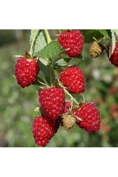 Малина ‘Діамантова’ — кущ із великими червоними ягодами.